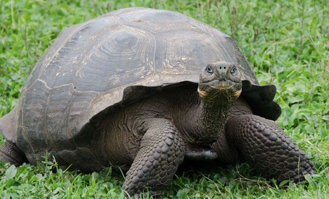 Ecuador, Galapagos, Amazonas