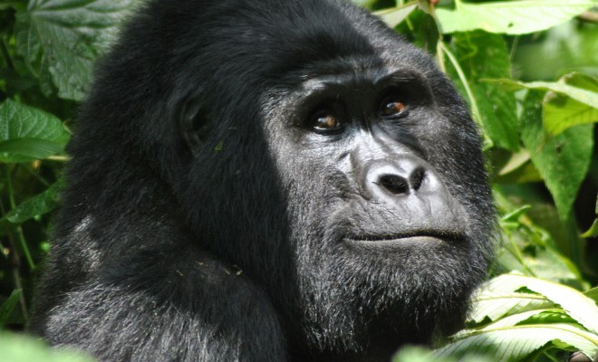 Uganda: Fernreisen zu zweit