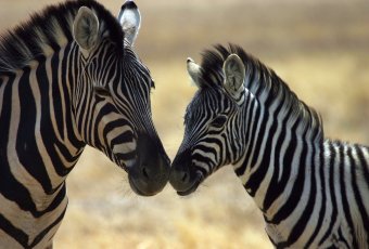 Namibia