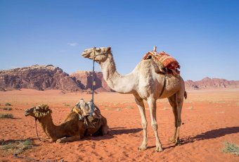 Jordanien – Kamele